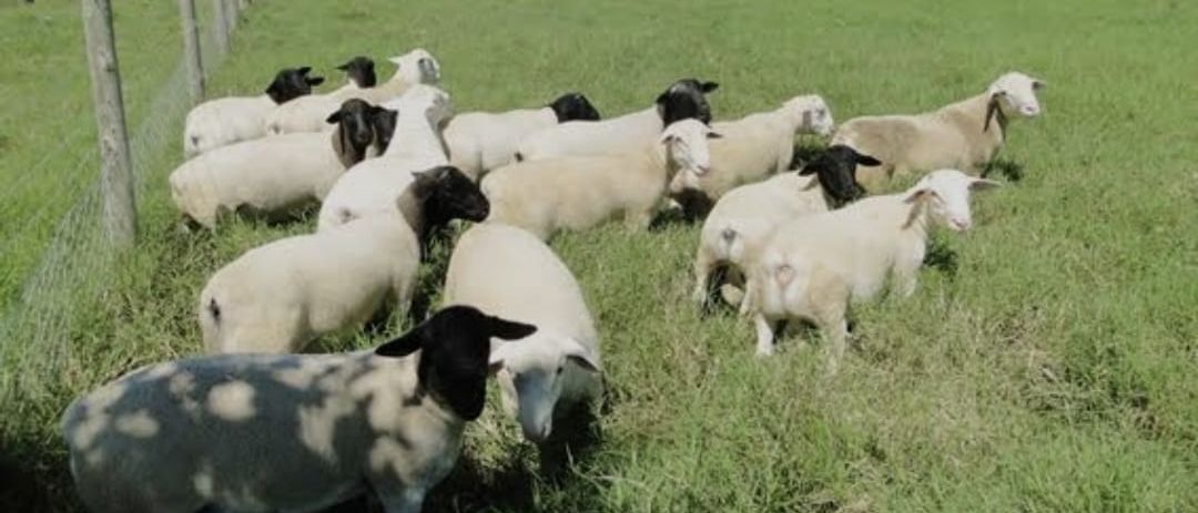 Majada pastando en el campo
