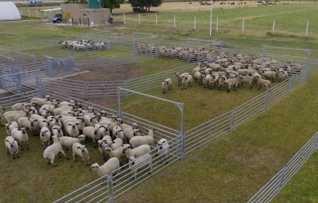 Instalaciones y corrales del establecimiento
